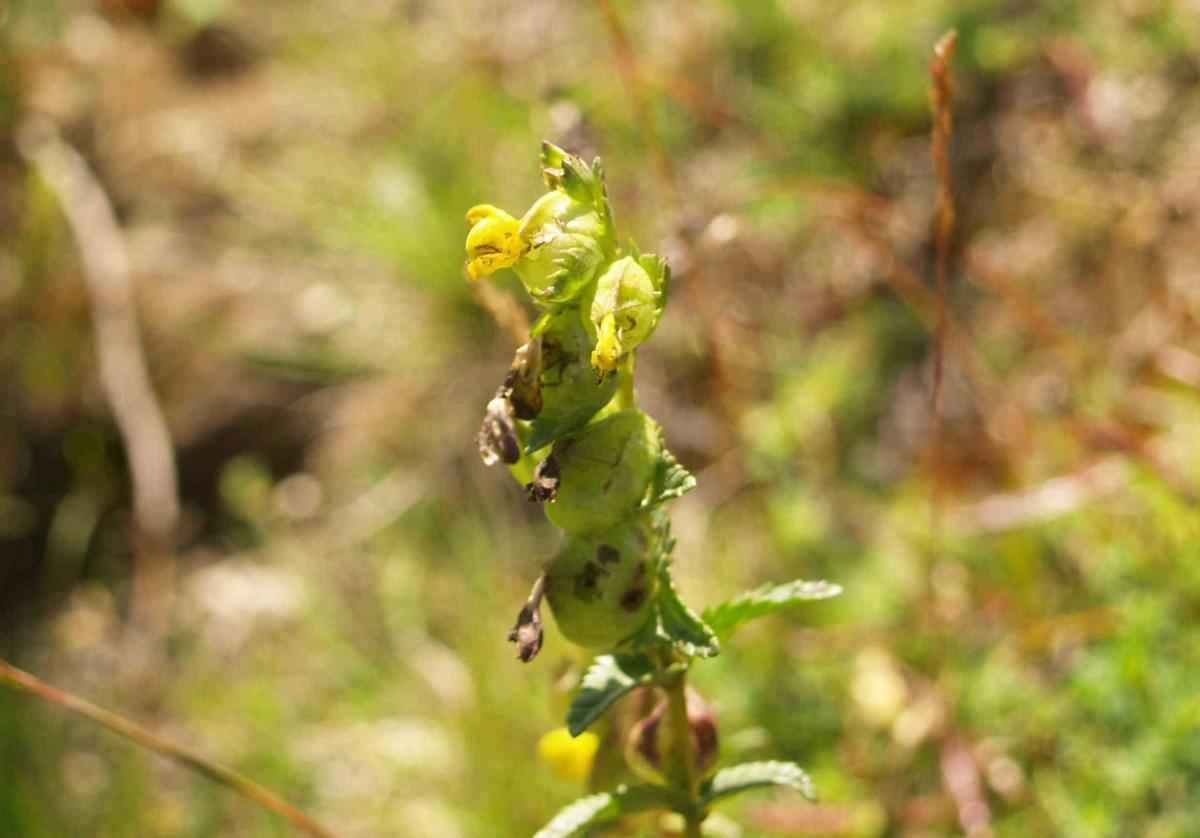 Yellow Rattle, Common fruit